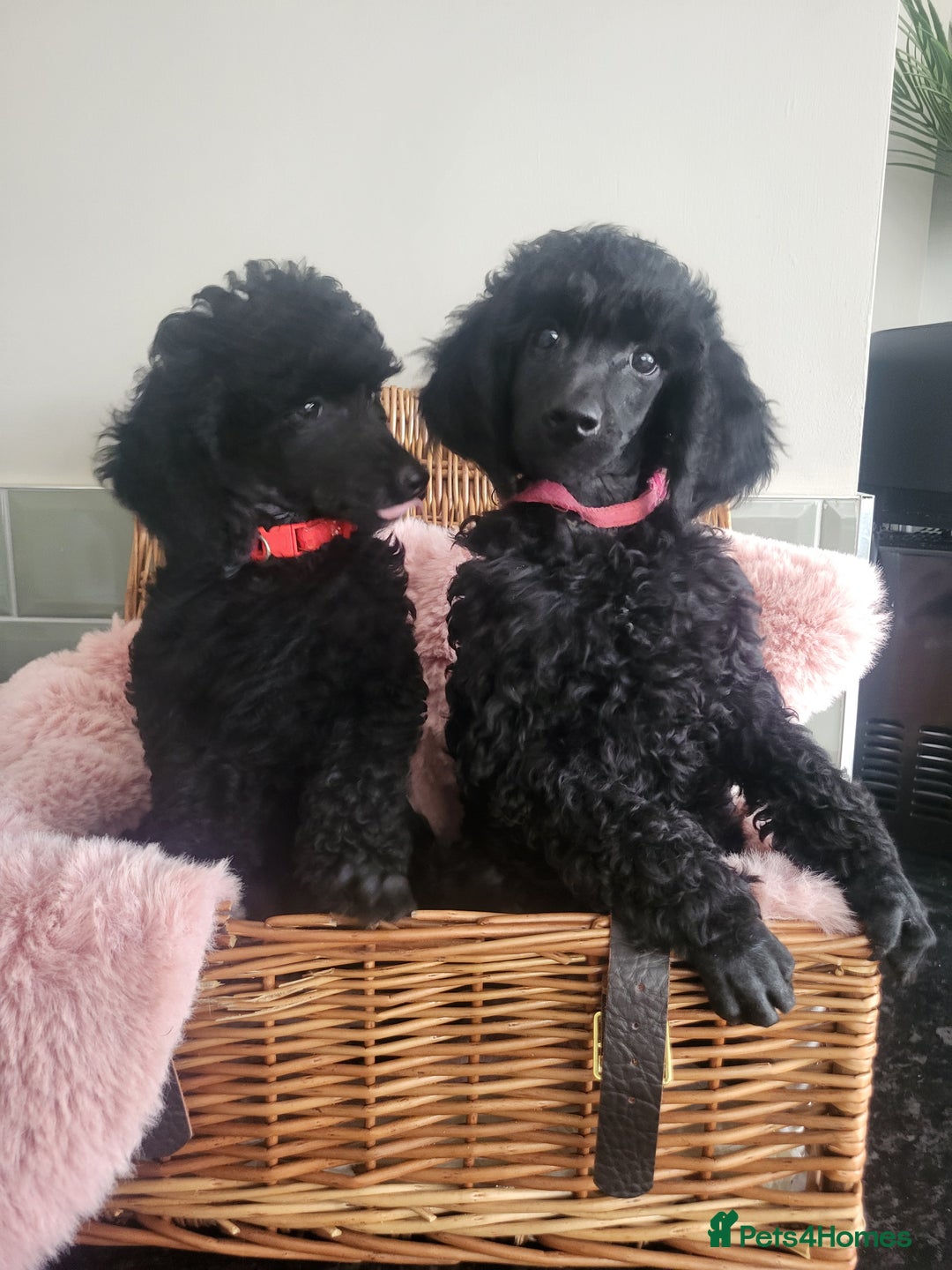 Mixed Breed dogs for sale: Quality Moyens! 2 girls left - very Rare in 🇬🇧  - Image 2
