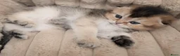 Scottish Fold cats for sale: Golden Scottish Fold & Straight – TICA Registered - Advert 6