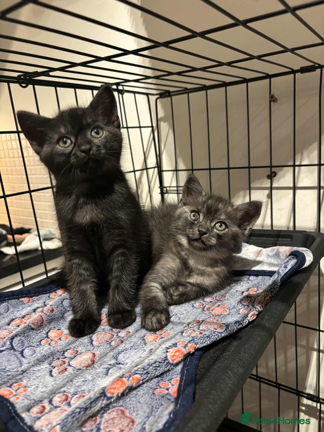 British Shorthair cats for sale: British Short Hair X Kittens - Image 1