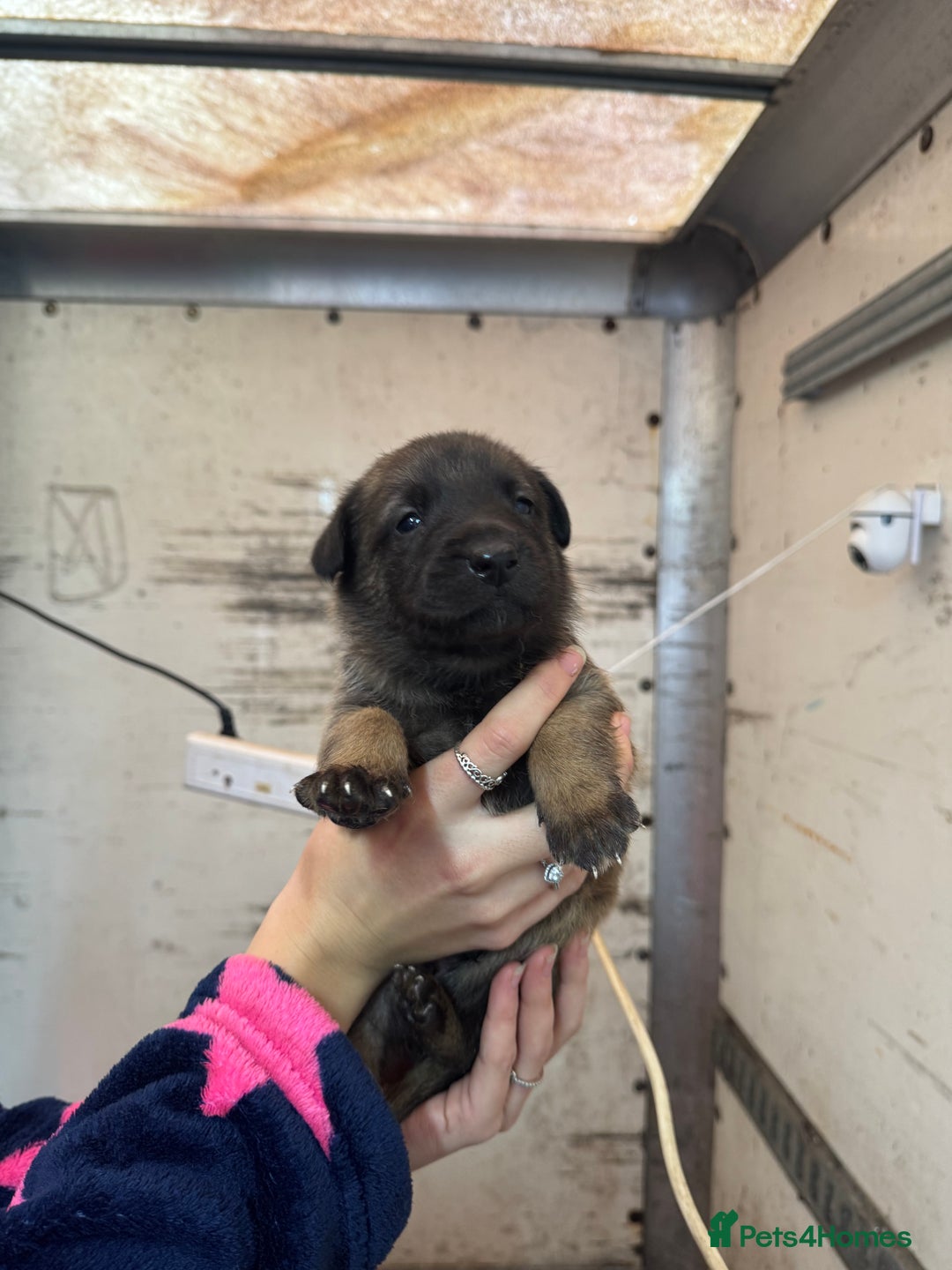 Belgian Shepherd Dog dogs for sale: 10 gorgeous Belgian Malinois pups - Advert 11