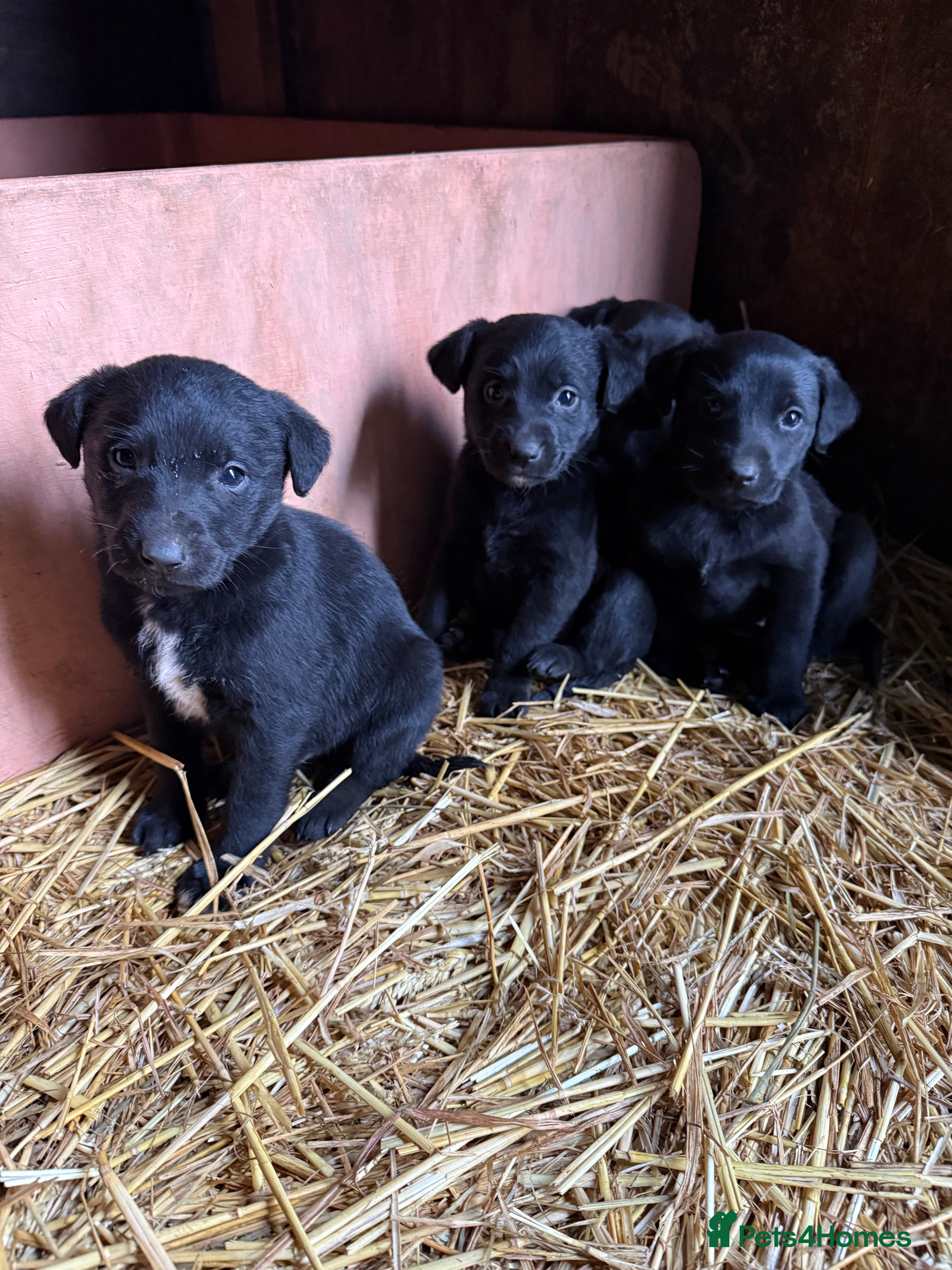 Mixed Breed dogs Gorgeous Labrador/ lurcher Puppies.  - Advert 2