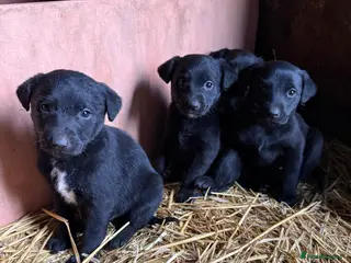 Mixed Breed dogs Gorgeous Labrador/ lurcher Puppies. - Advert 2