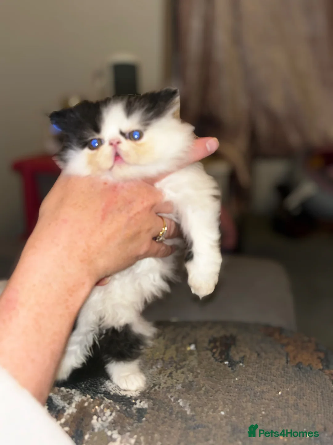 Persian cats for sale: 💖💖🐱💙💙 Persian kittens 💙💙🐱💖💖 - Advert 2