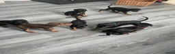 Dobermann dogs for sale: Doberman puppies  - Advert 2