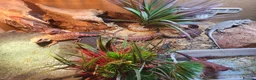Bearded Dragon reptiles for sale: Red Monster Bearded Dragon babies - Advert 3