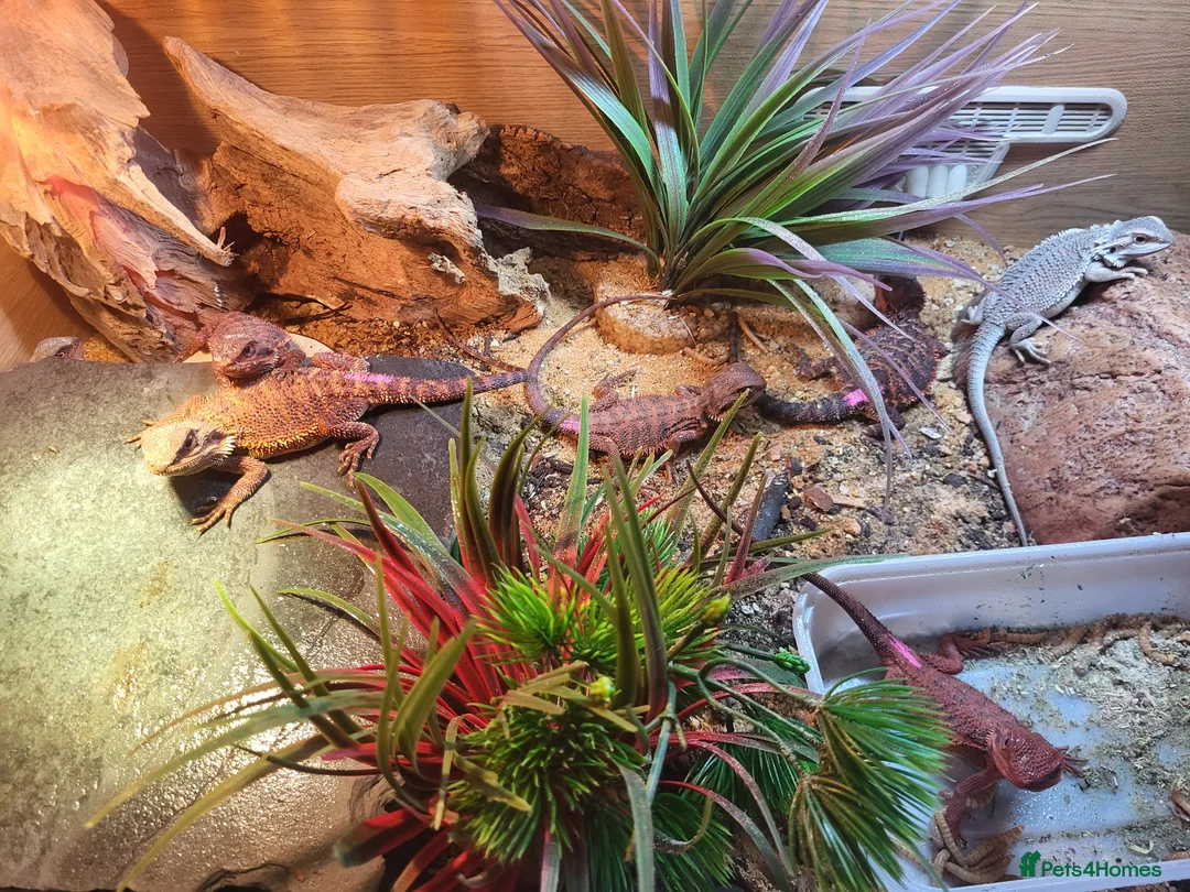 Bearded Dragon reptiles for sale: Red Monster Bearded Dragon babies - Advert 3