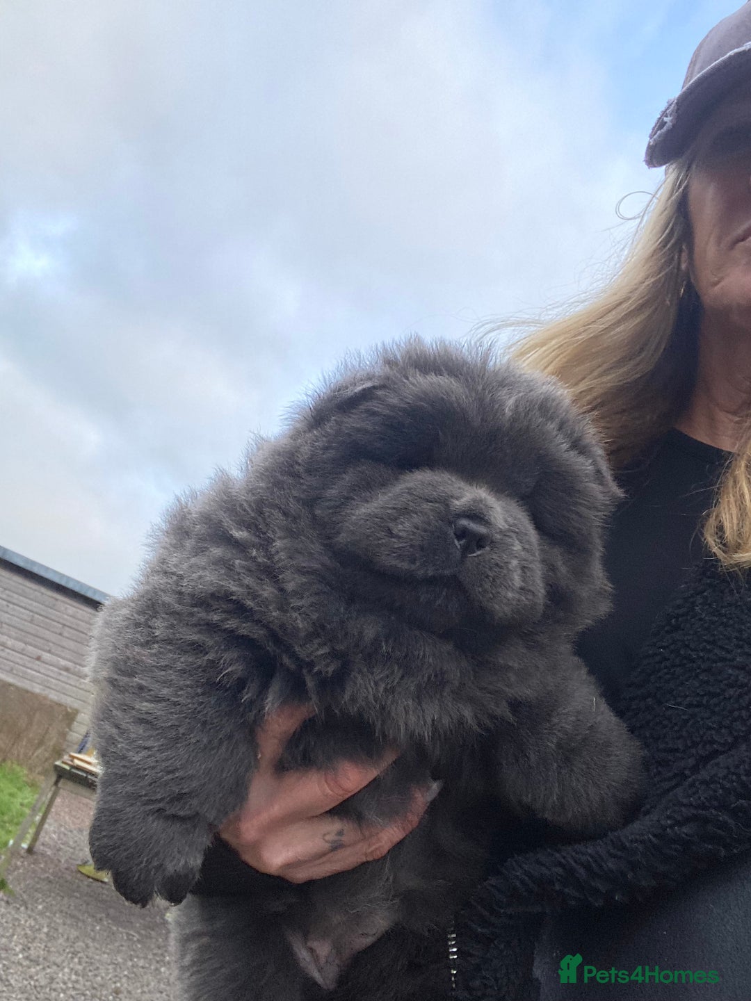 Chow Chow dogs for sale: Stunning Chow chow pups ready for new homes  - Advert 13