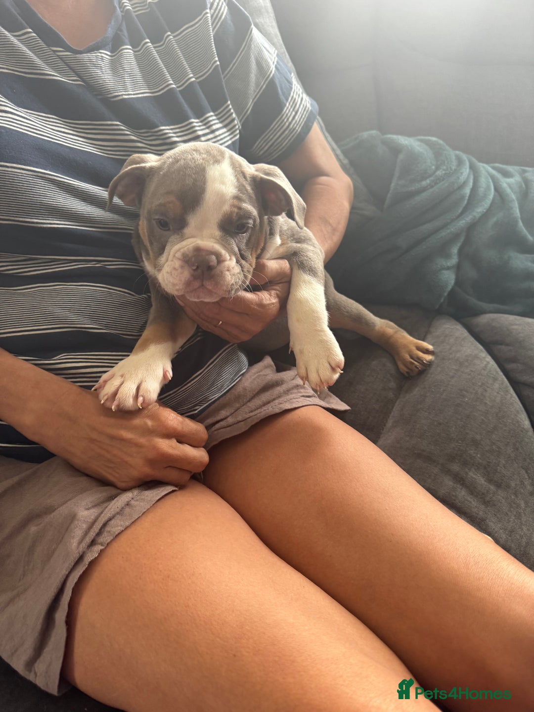 English Bulldog dogs for sale: Puppies for sale - Image 11