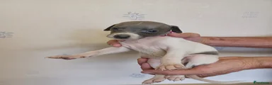 Whippet 13