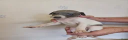 Whippet dogs for sale: Beautiful RKC Registered Puppies - Advert 35