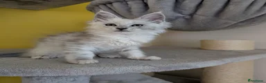 Maine Coon Kitten 5