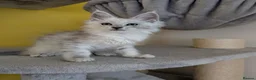Maine Coon cats for sale: TICA Registered Maine Coon Kittens  - Advert 1