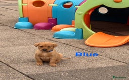 Labrador Retriever dogs for sale: Beautiful KC Fox Red Labs 0/0 hip/elbow mum & dad - Image 3
