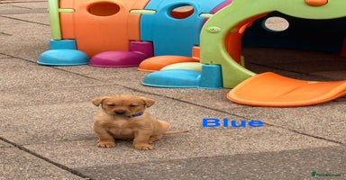 Labrador Retriever dogs - Advert 14