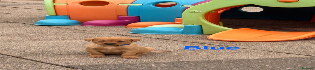 Labrador Retriever Puppy 4