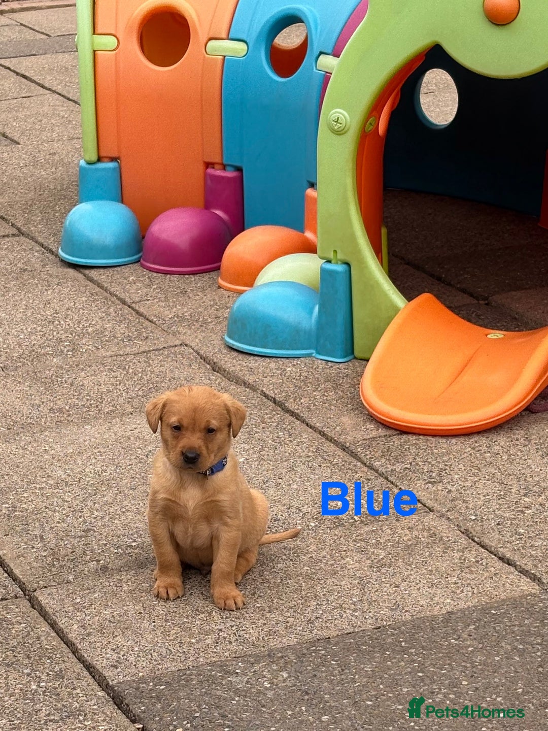 Labrador Retriever dogs for sale: Beautiful KC Fox Red Labs 0/0 hip/elbow mum & dad - Image 3