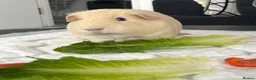 Guinea Pig rodents for sale: 2 pure bred guinea pigs (free) in London - Advert 3
