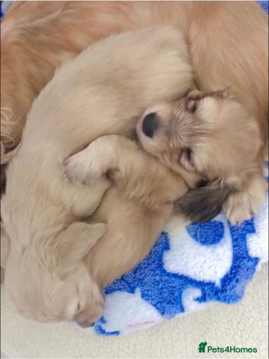 Miniature Dachshund dogs Kc registered mini long haired dachshunds - Advert 16
