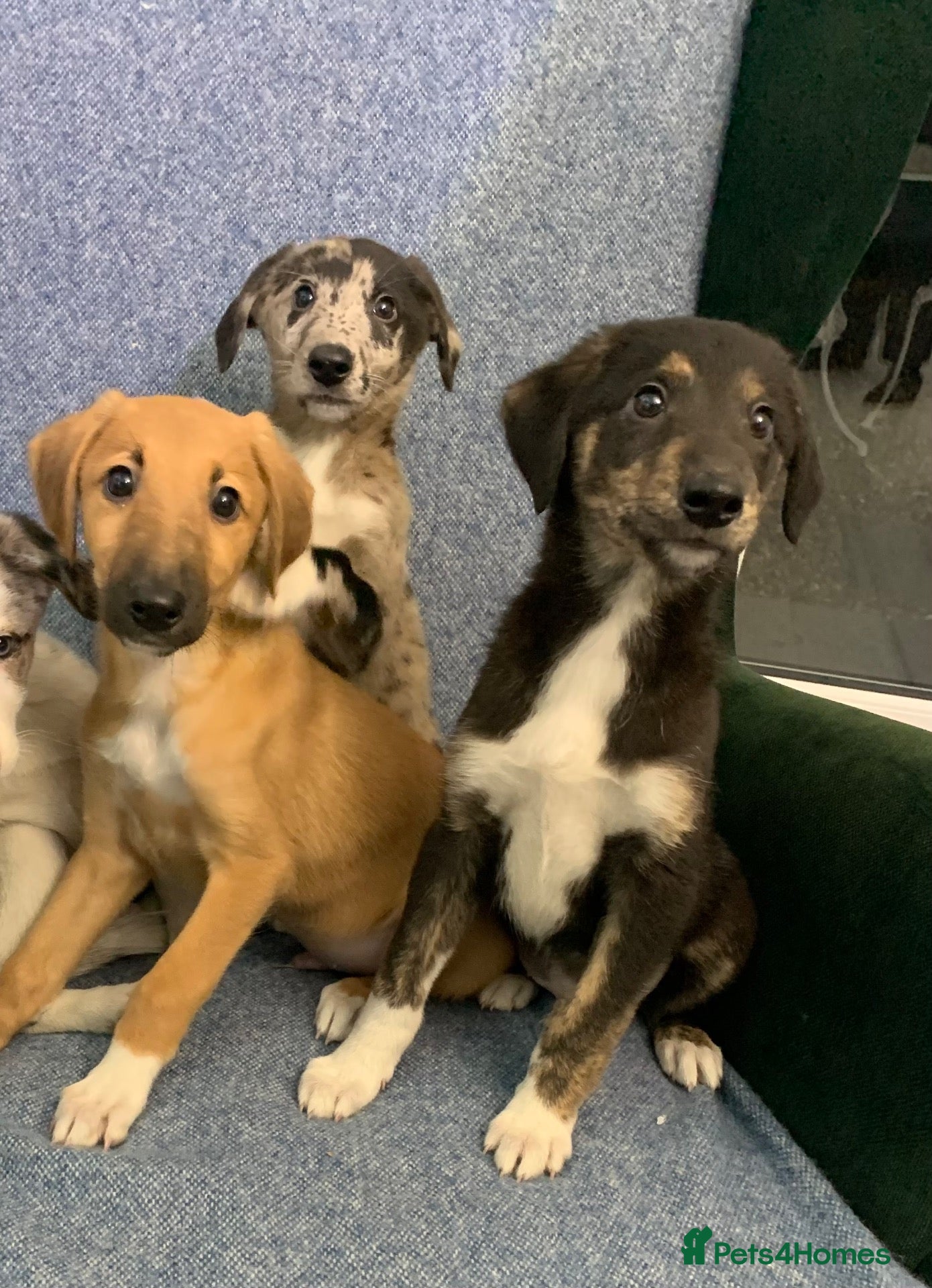 Mixed Breed dogs for sale: Blue Merle Border Collie x Lurcher Puppies  - Advert 17