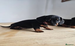 Miniature Dachshund dogs for sale: PRA CLEAR GORGEOUS MIN DACHSHUNDS  - Image 15