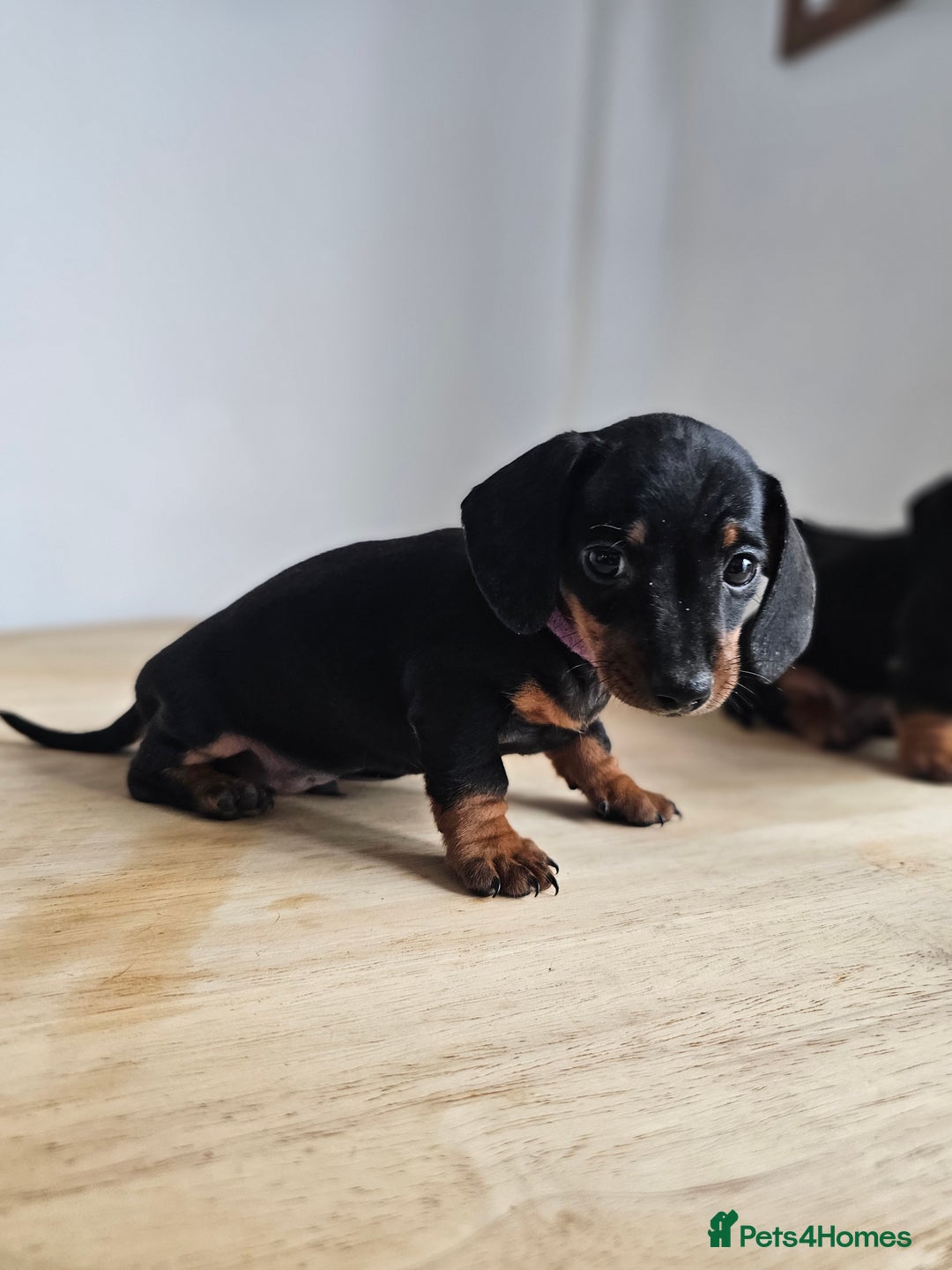 Miniature Dachshund dogs for sale: PRA CLEAR GORGEOUS MIN DACHSHUNDS  - Image 15
