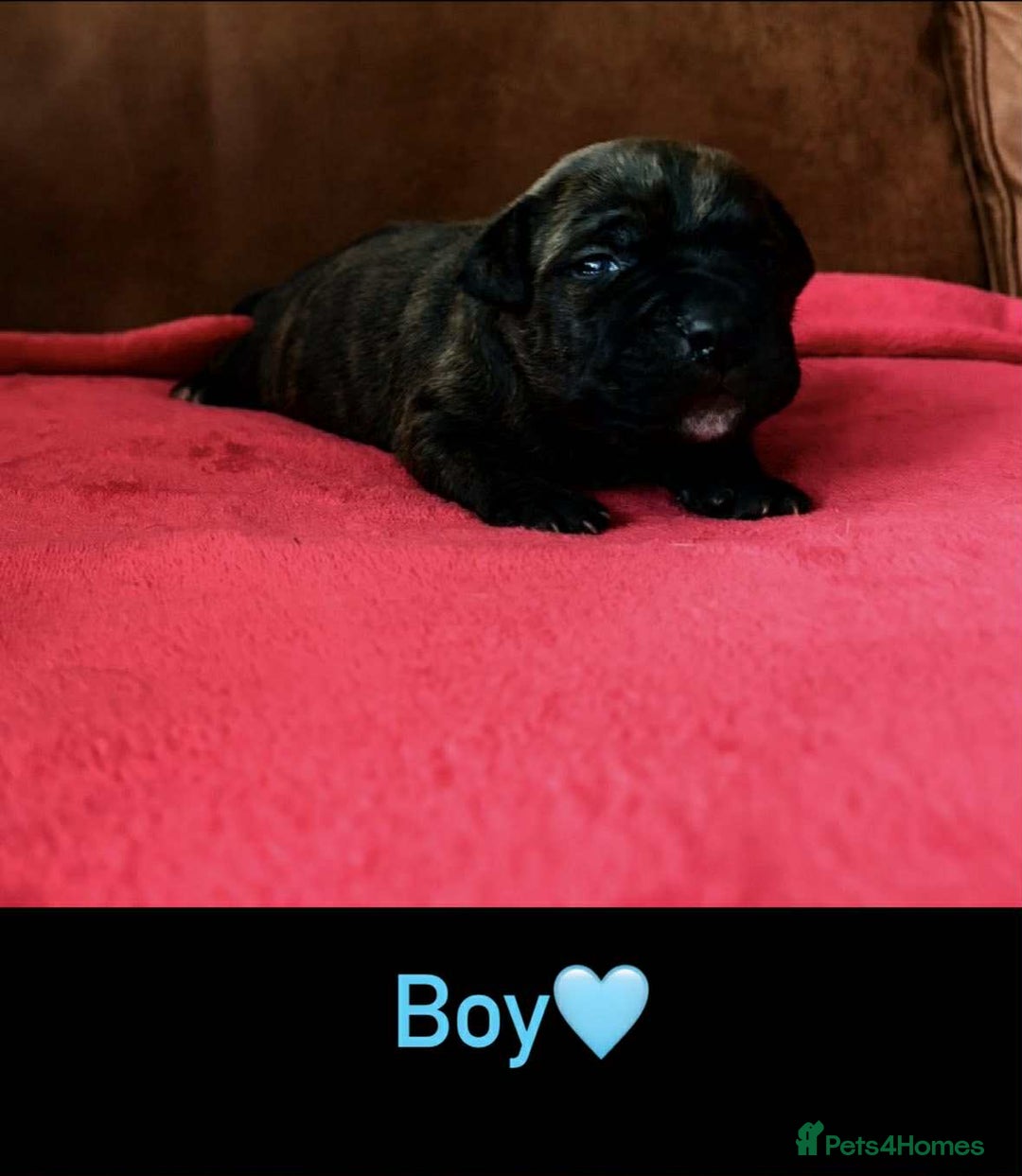 Staffordshire Bull Terrier dogs for sale: Adorable Staffordshire Bull Terrier Puppies  - Image 2
