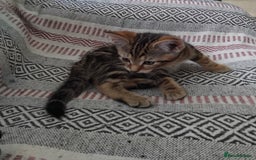 Mixed Breed cats for sale: 2 male kittens - Image 3