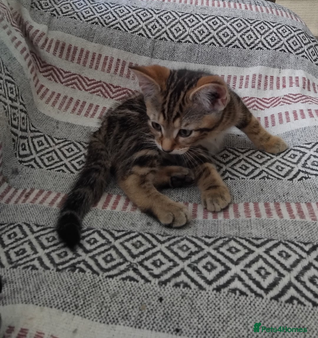 Mixed Breed cats for sale: 2 male kittens - Image 3