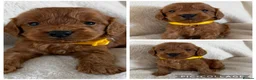 Cockapoo dogs for sale: Health Clear Cockapoo Puppies in Sunderland - Advert 9
