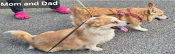 Welsh Corgi Pembroke dogs for sale: 8 Pembroke corgi puppy's - Advert 4