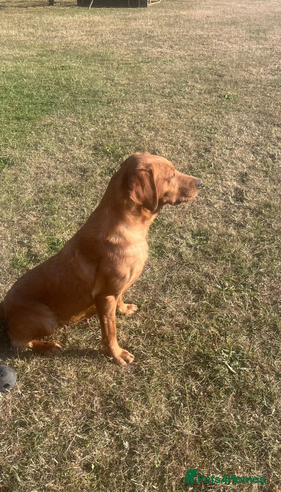 Springador dogs for sale: Springador puos - Advert 10