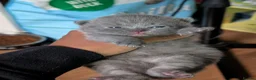 British Shorthair cats for sale: British shorthair and longhair kittens  - Advert 1