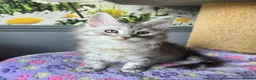 Maine Coon cats for sale: Stunning TICA Maine Coon kittens - Advert 22