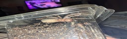 Tarantulas invertebrates for sale: salmon pink juvenile  - Advert 3