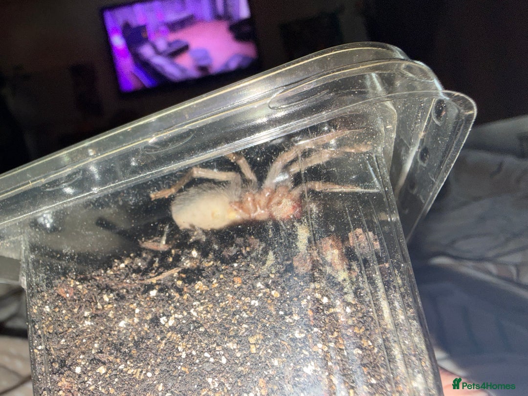 Tarantulas invertebrates for sale: salmon pink juvenile  - Advert 3