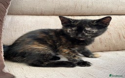 Mixed Breed cats for sale: Beautiful kitten looking for forever home  - Image 8