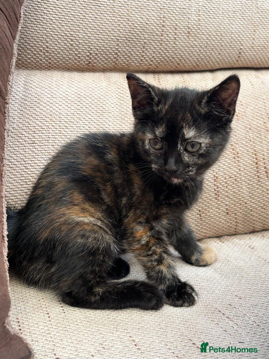 Mixed Breed cats for sale: Beautiful kitten looking for forever home  - Image 8