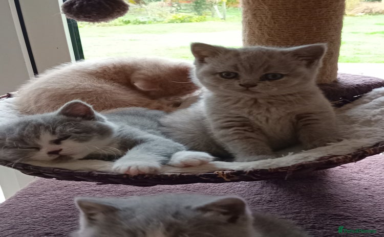British Shorthair cats - Advert 1