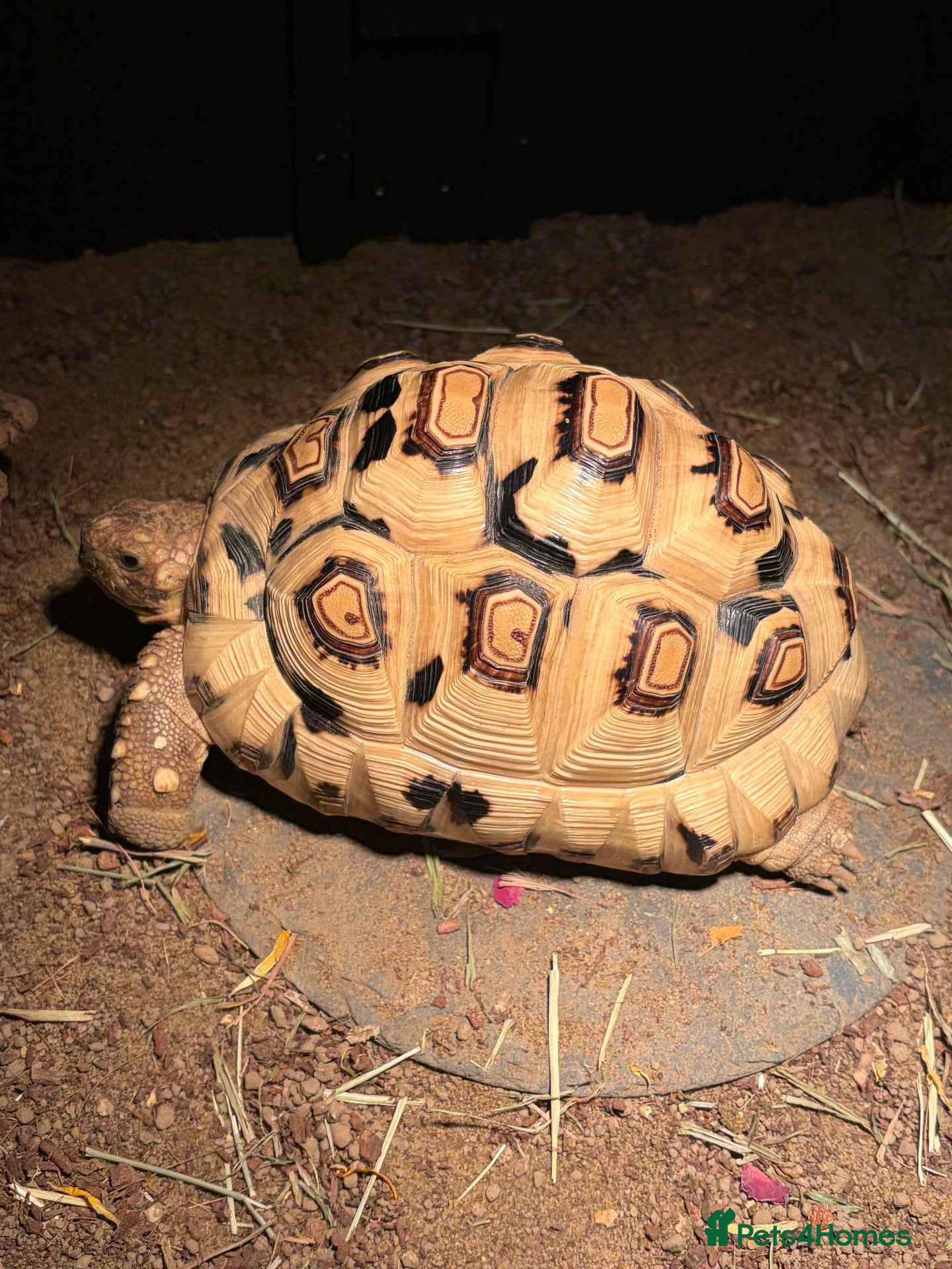Tortoise reptiles Leopard tortoice - Advert 1