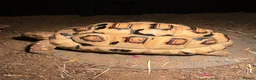 Tortoise reptiles for sale: Leopard tortoice in Middlesbrough - Advert 1