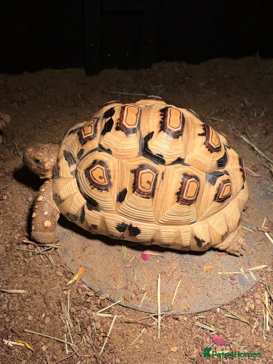 Tortoise reptiles for sale: Leopard tortoice in Middlesbrough - Advert 1