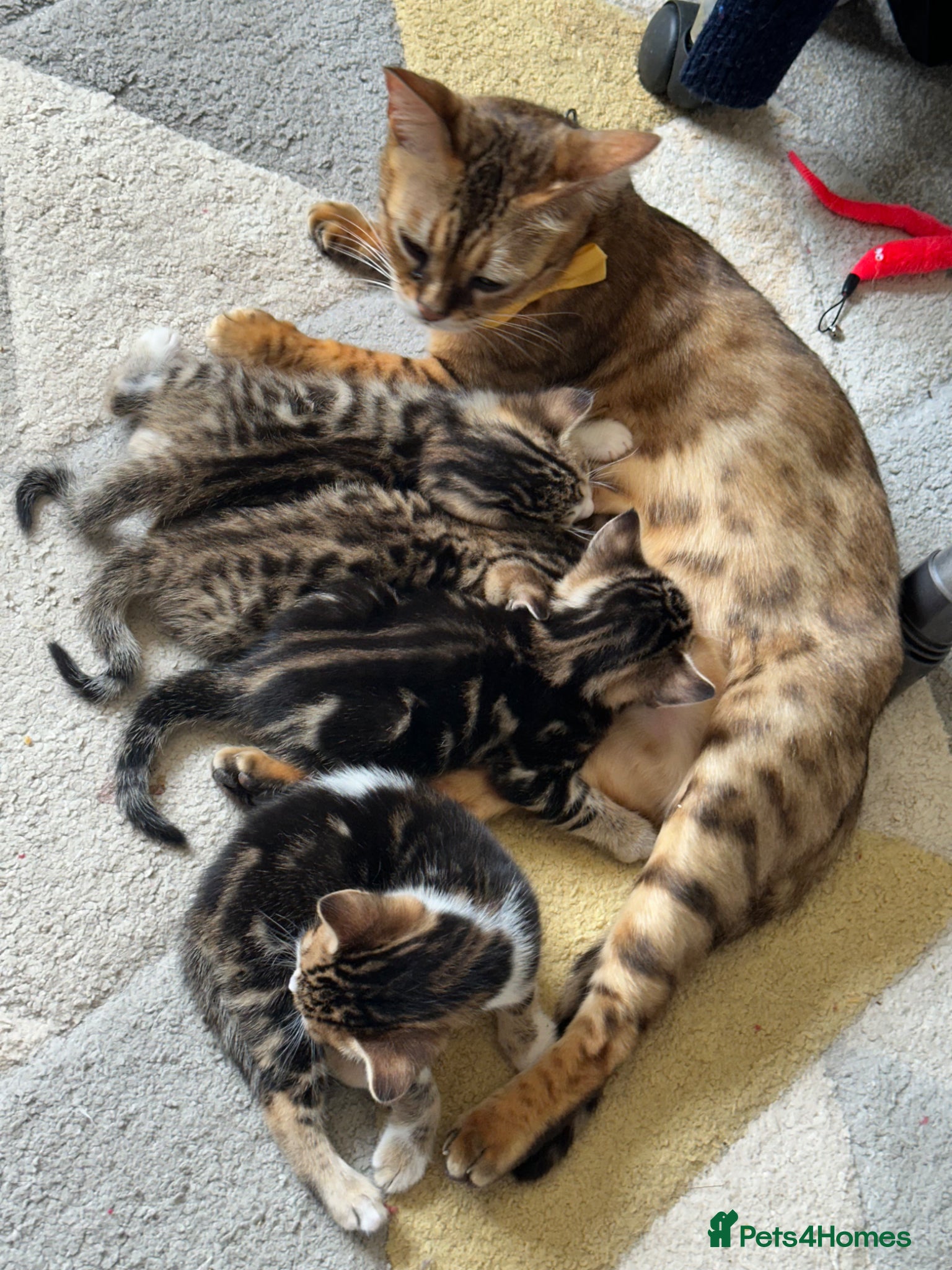 Mixed Breed cats Stunning bengal cross kittens - Advert 4