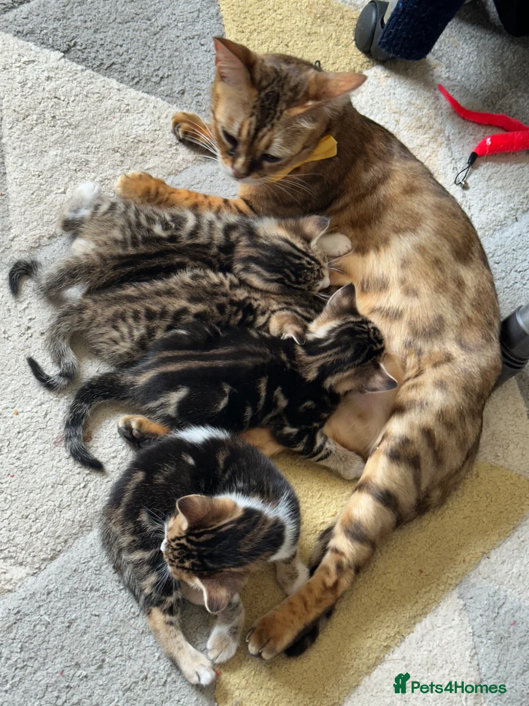 Mixed Breed cats for sale: Stunning bengal cross kittens - Advert 1