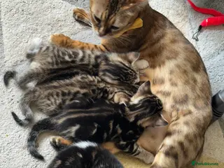 Mixed Breed cats READY NOW bengal x kittens stunning markings - Advert 3