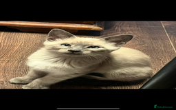 Oriental cats for sale: 5 STUNNING RAGAMESE KITTENS - Image 3