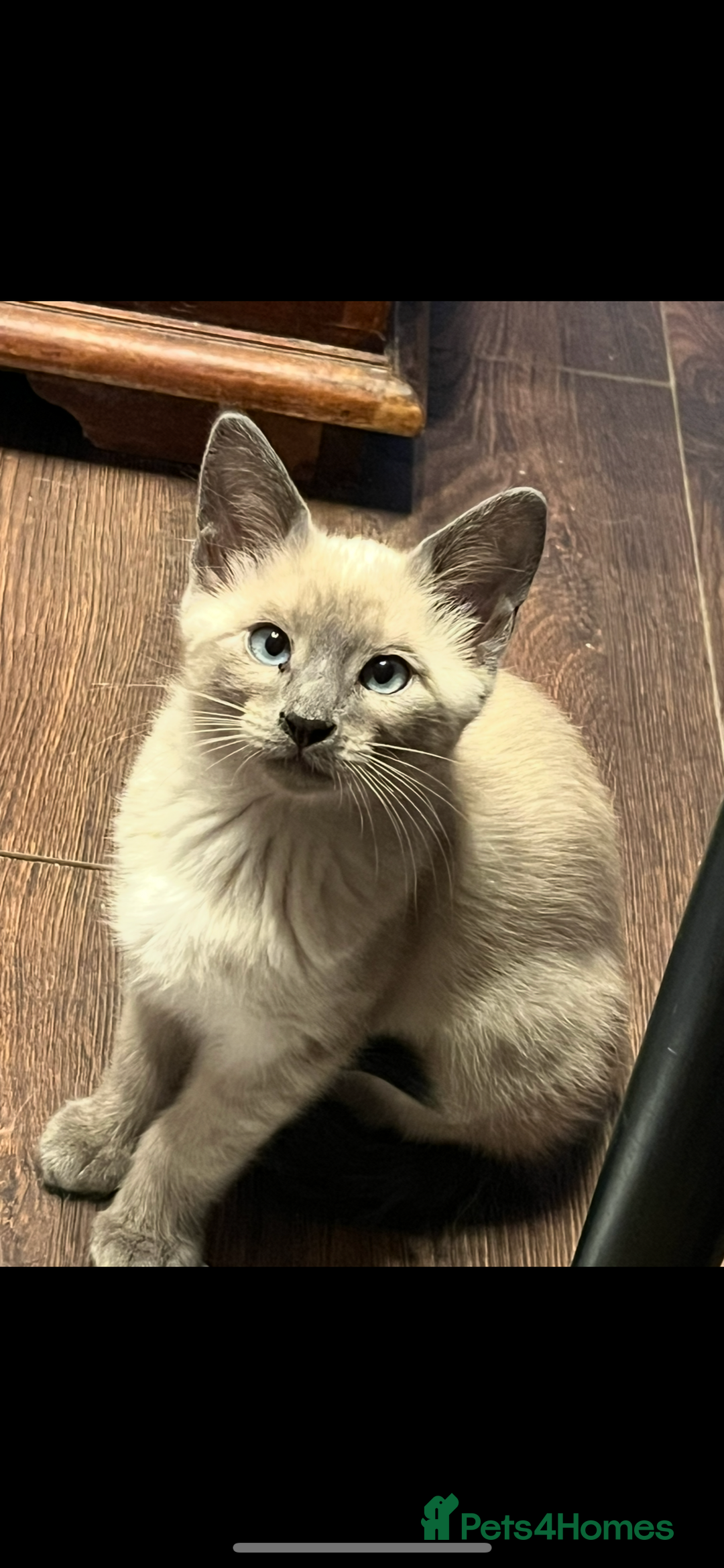 Oriental cats for sale: 5 STUNNING RAGAMESE KITTENS - Image 3