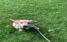 Labrador Retriever dogs for sale: 4 month old female golden labrador  - Image 7