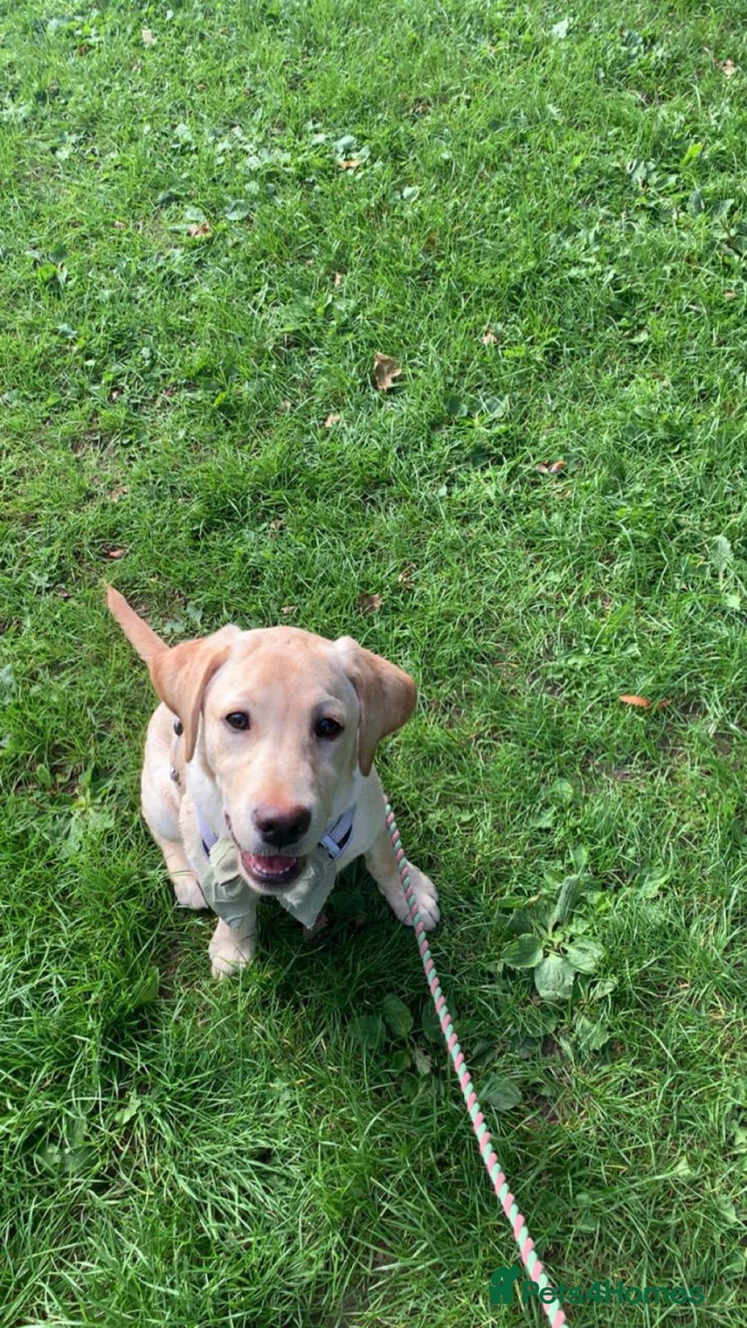 Labrador Retriever dogs for sale: 4 month old female golden labrador  - Image 7