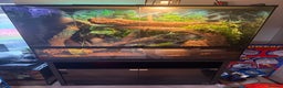 Lizard reptiles for sale: Chinese water dragon and vivarium - Advert 5