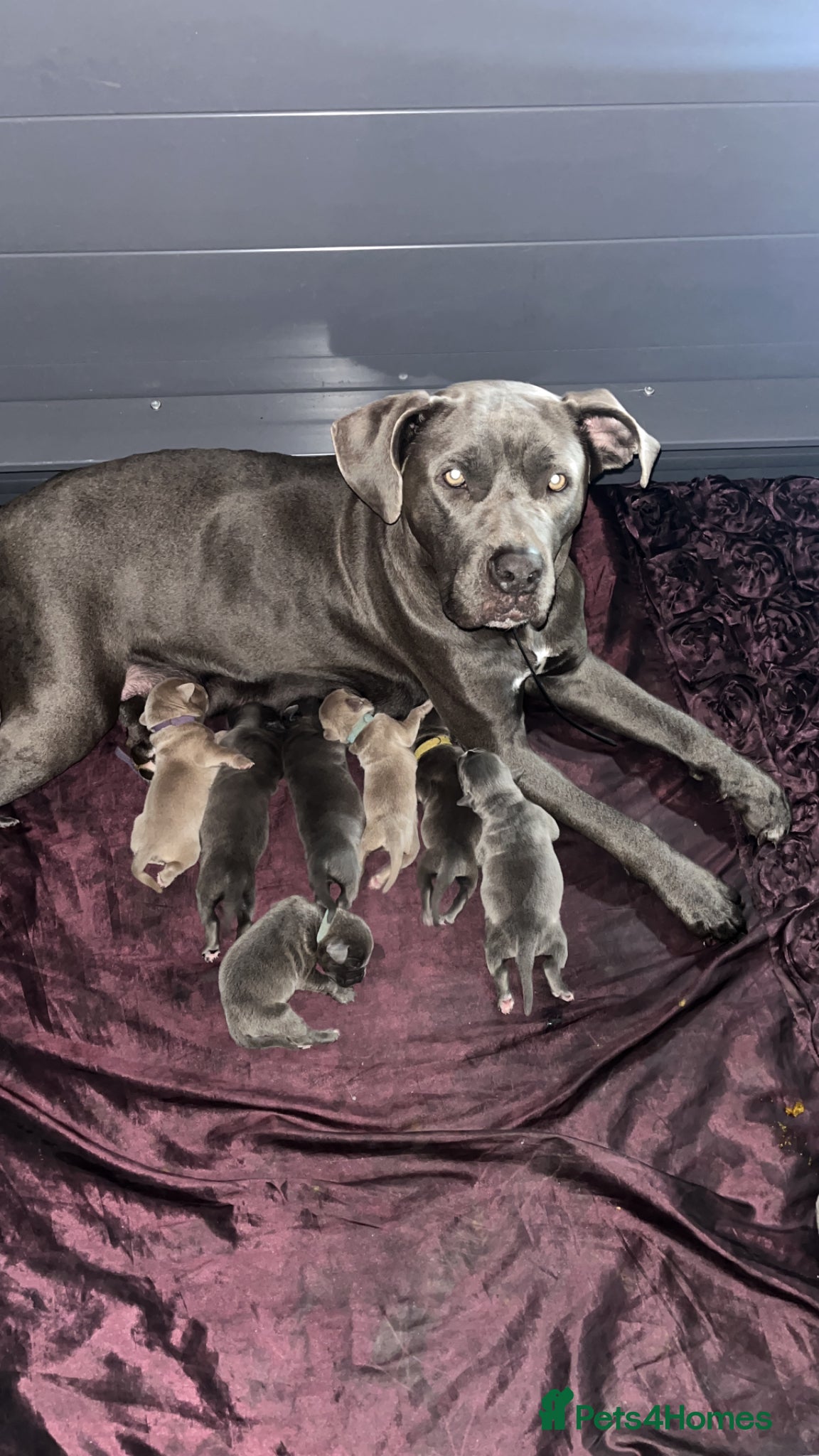 Mixed Breed dogs Staffs/cane cords puppies for sale - Advert 1